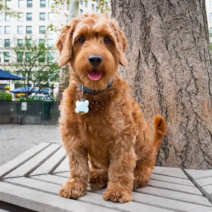 labradoodle and golden retriever