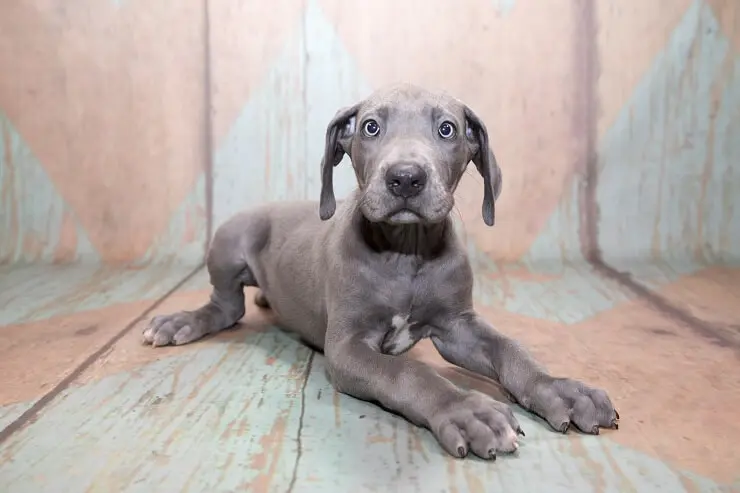 silver great dane puppy