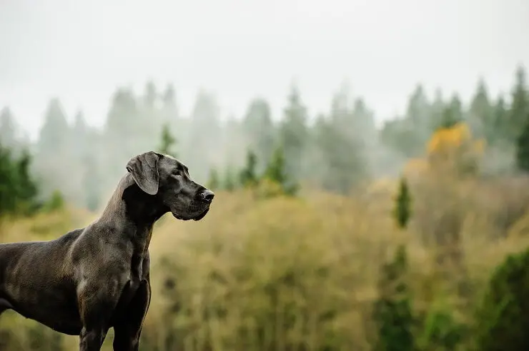 Great Dane Walking