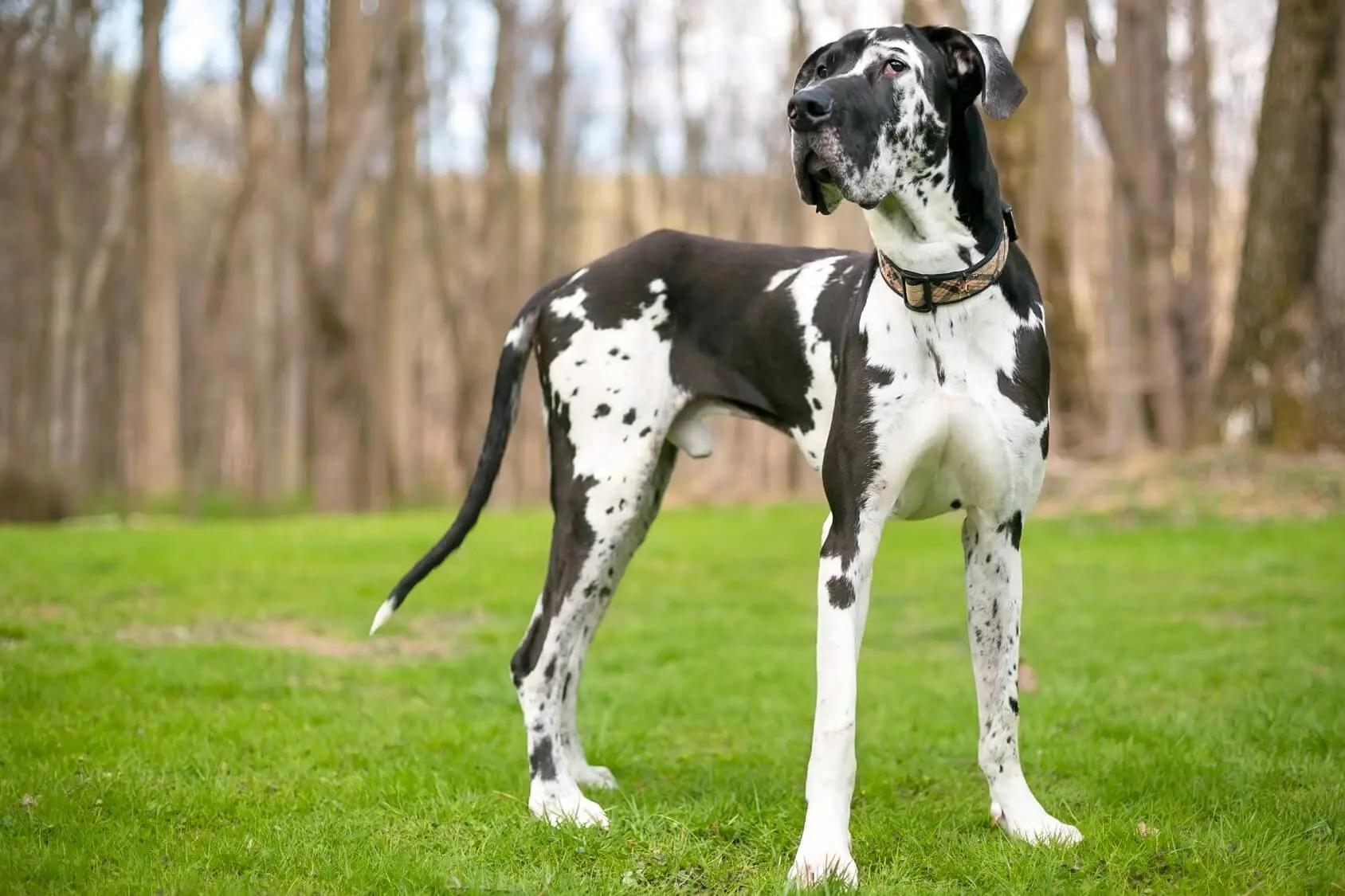 great dane mixed with dalmatian