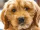 Labradoodle vs Goldendoodle Which Doodle Is Right For Your Family? Cover