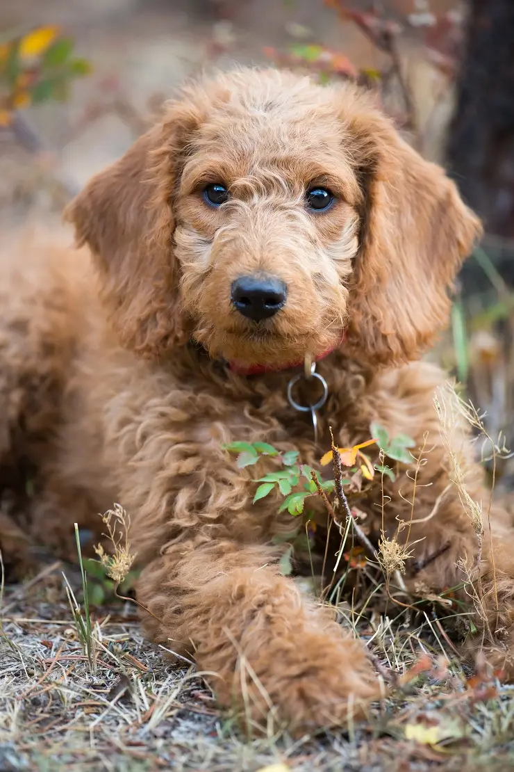 difference between labradoodle and goldendoodle