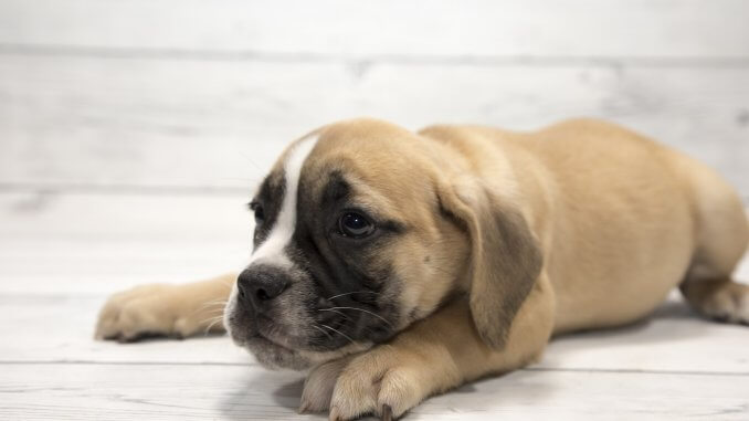 Miniature Bulldog A Pet Parents Guide To This Mini But Mighty Dog Cover