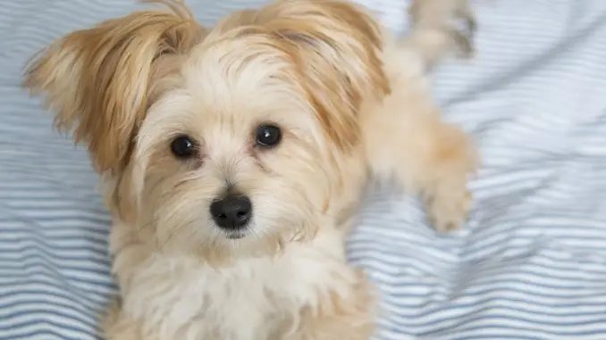 Morkie Breed Information The Pet Parent's Complete Guide Cover