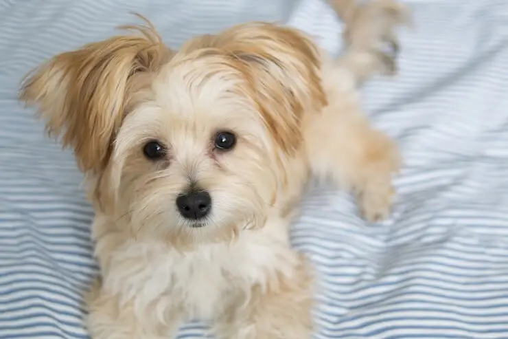 Morkie On Bed