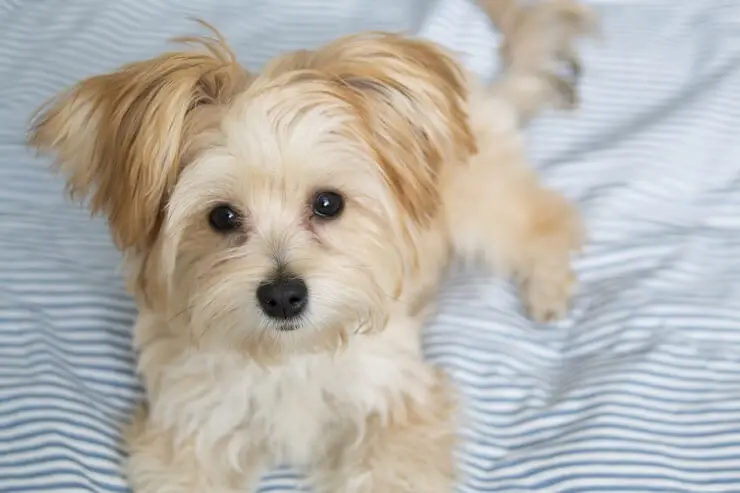 morkie puppies