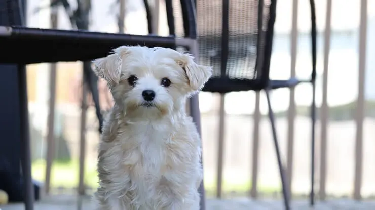 Morkie Sitting Down