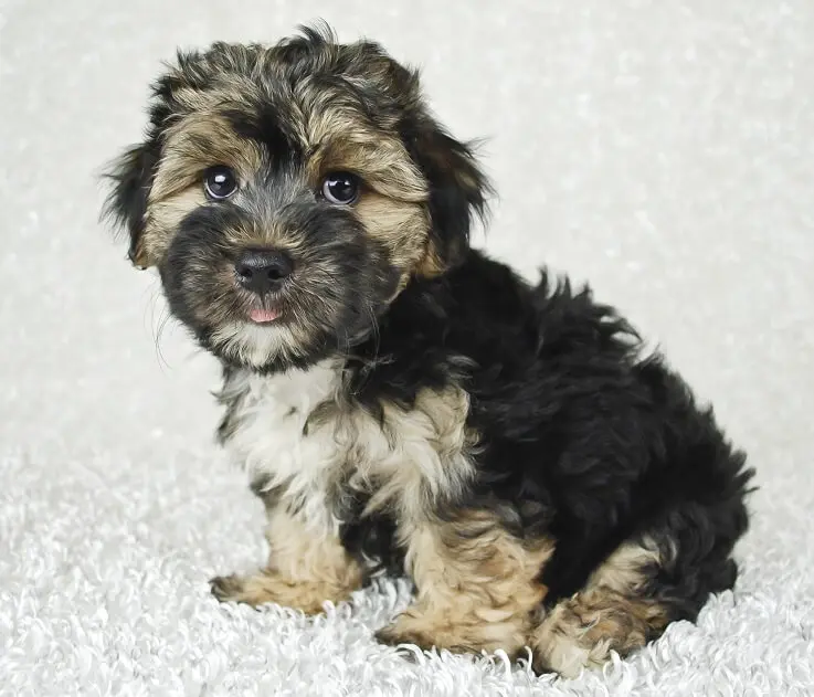 Morkie