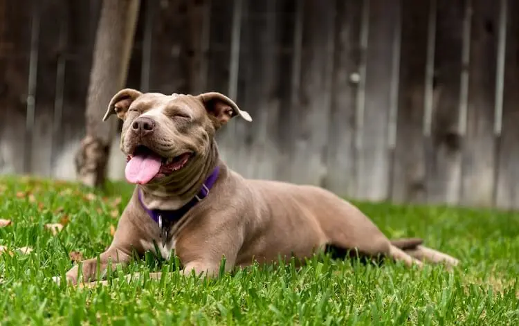101+ Pitbull Names: Cool, Tough, Fun and More… | Perfect Dog Breeds