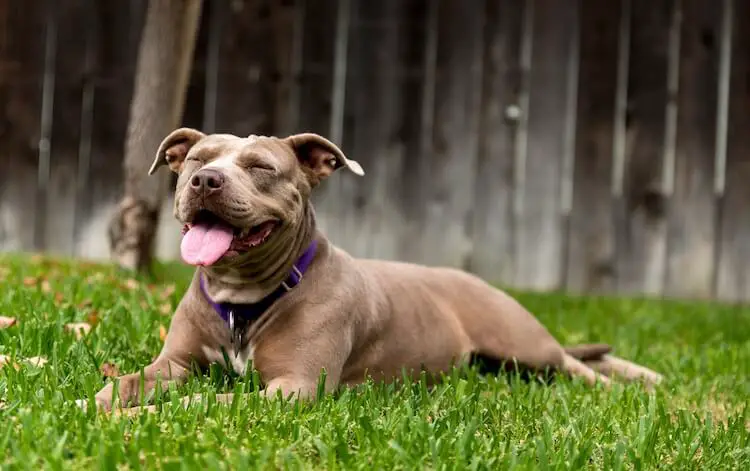 name for white pitbull