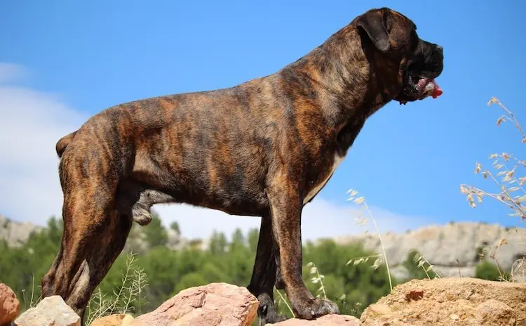 mastiff mix breeds