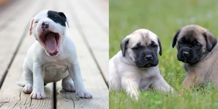 Pitbull and Mastiff Mix Puppies