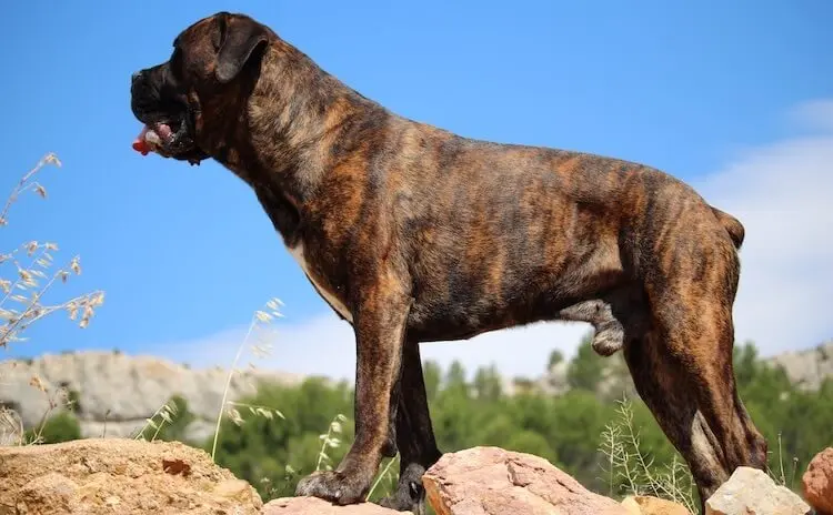 pitbull mastiff mix brindle