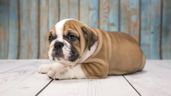 Victorian Bulldog Is This The Best Bulldog? Cover