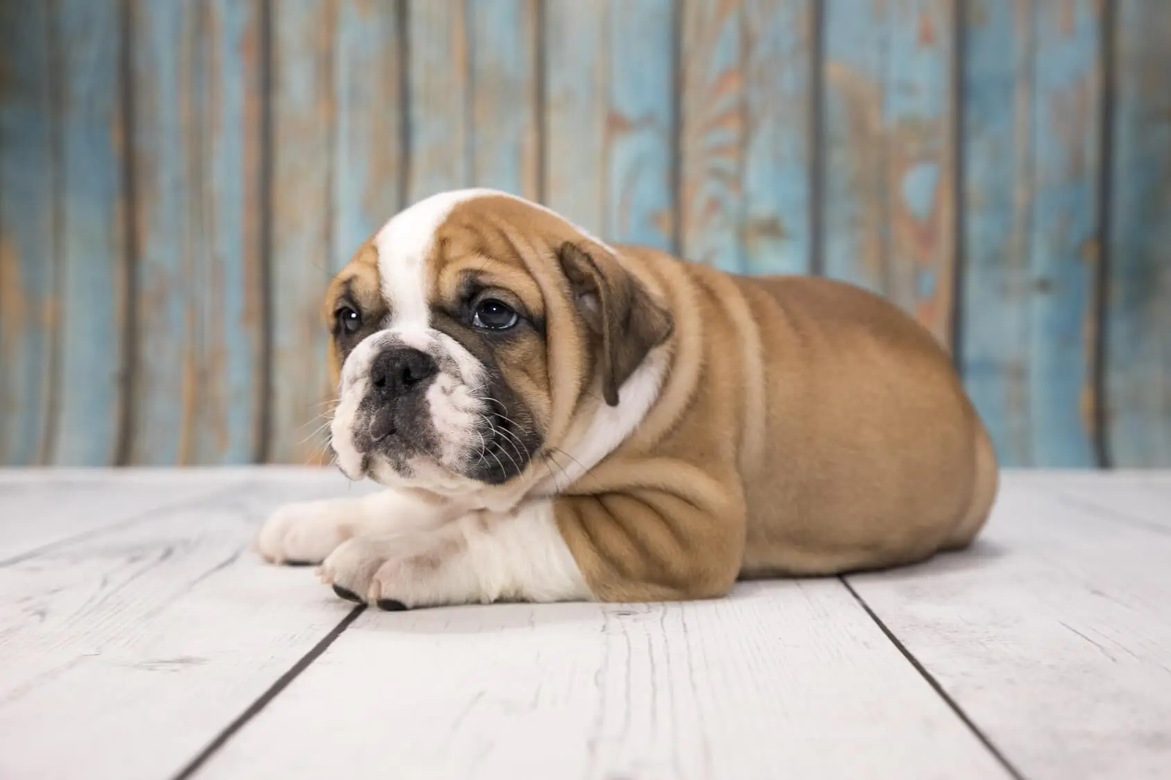 how much do miniature english bulldogs weigh