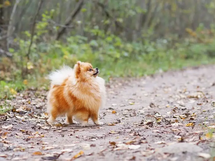 A Pomchi Walking