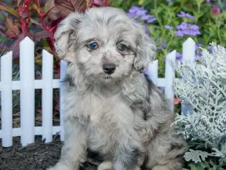 Aussiedoodle Is This Teddy Bear Dog Right For Your Family? Cover