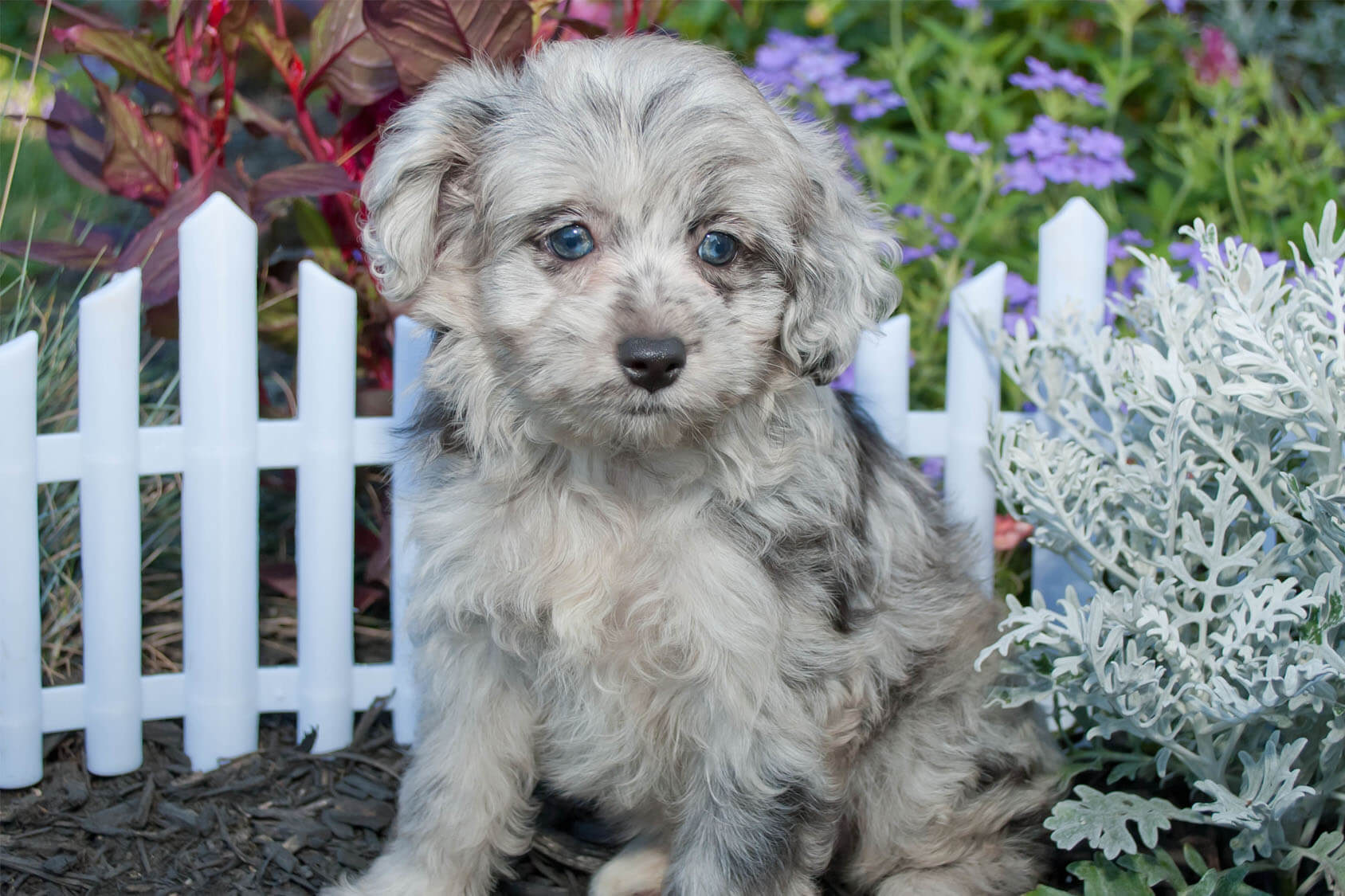 black aussiedoodle puppies