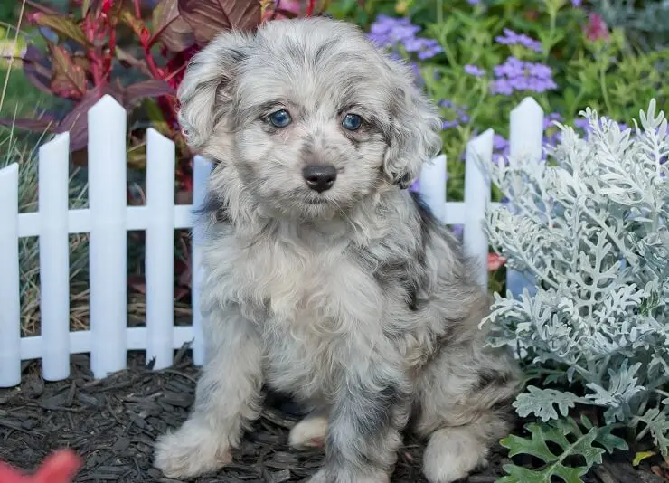 Aussiedoodle Puppy