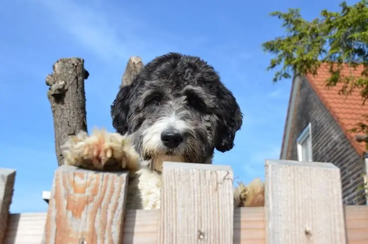 Aussiedoodle Standing Up