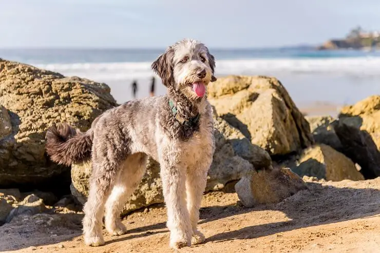 Aussiedoodle on Beach