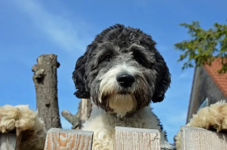 Aussiedoodle