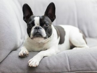 Black and white Frenchton sitting on the couch