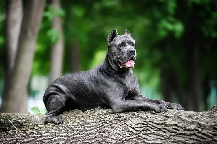 Cane Corso At Park