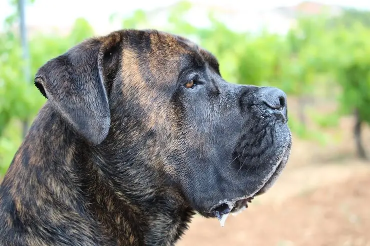 Cane Corso Close Up