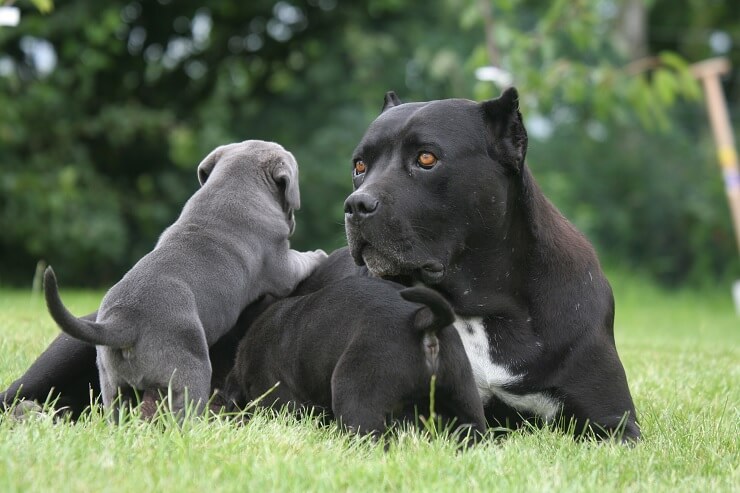 cane corso pitbull puppy