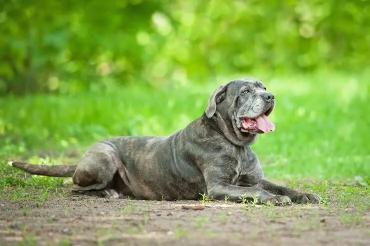 cane corso for first time owners