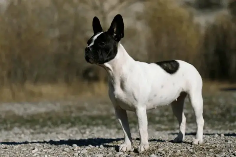 French bulldog and Boston Terrier Mix standing on a road