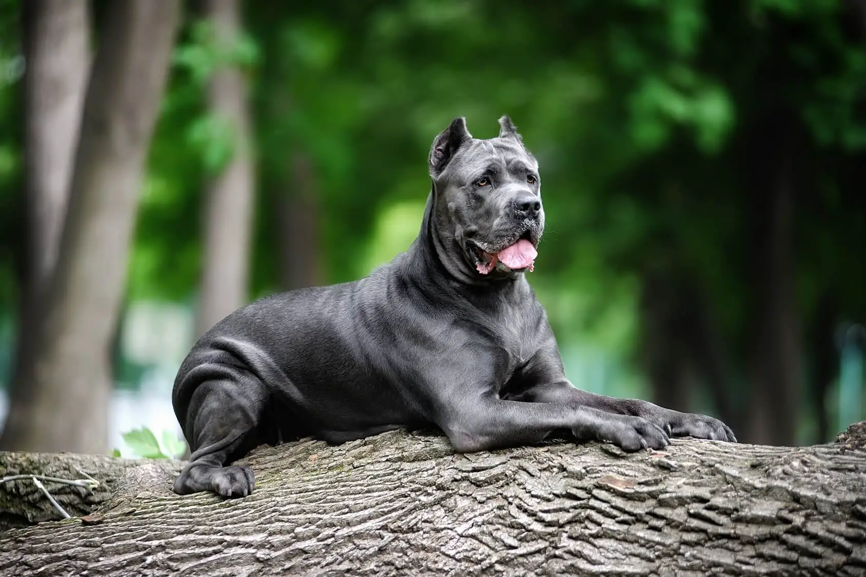 How Much Does A Cane Corso Cost The Complete Buyer S Guide Perfect Dog Breeds