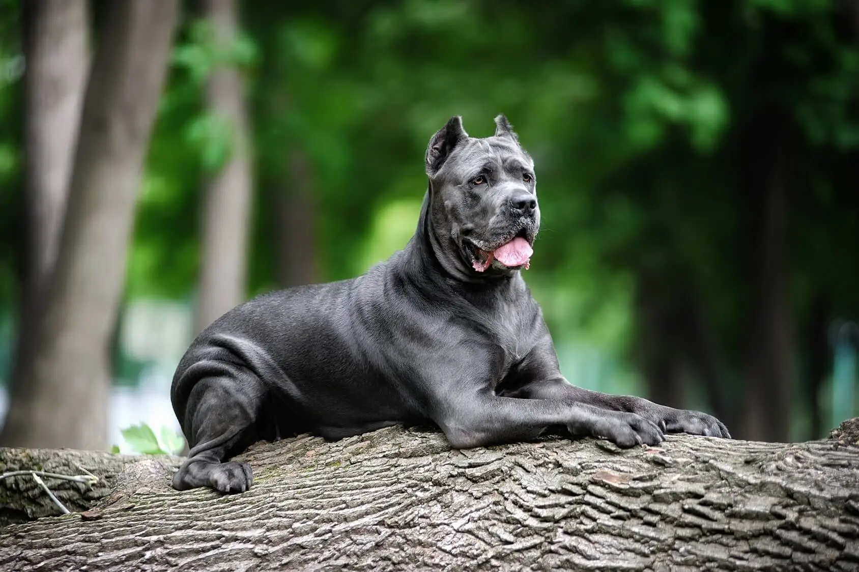 fully trained cane corso for sale