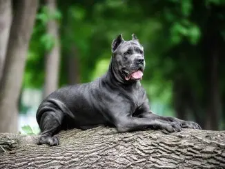 How Much Does A Cane Corso Cost The Complete Buyer’s Guide Cover