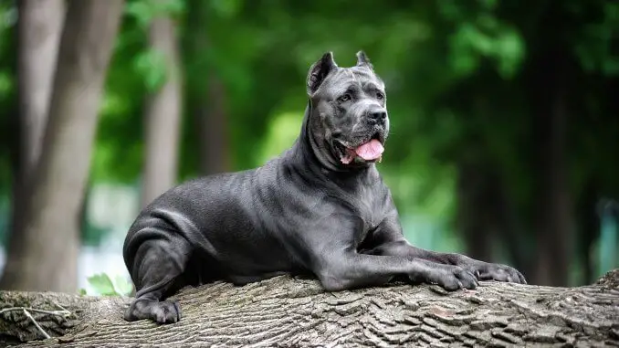 How Much Does A Cane Corso Cost The Complete Buyer’s Guide Cover