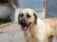 Kangal Dog - Learn All About This Ancient Flock Guardian Cover