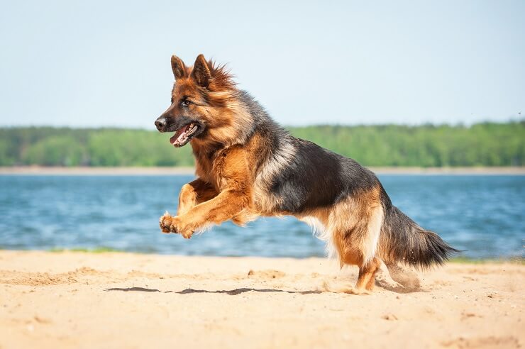 King Shepherd On Beach