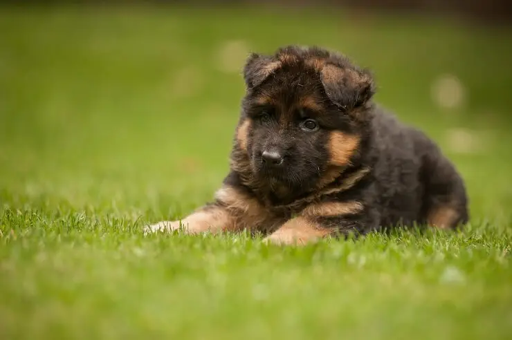 King Shepherd Puppy