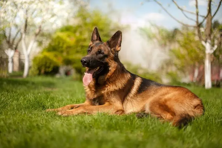 King Shepherd Walking