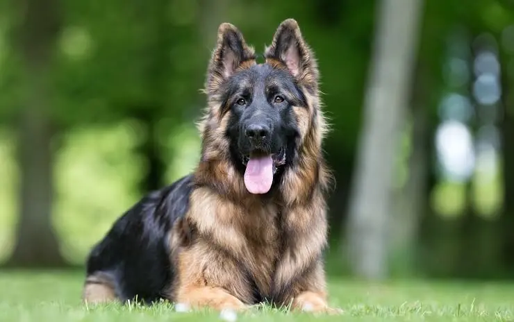 King Shepherd Breed Info Is This The Best Shepherd For You