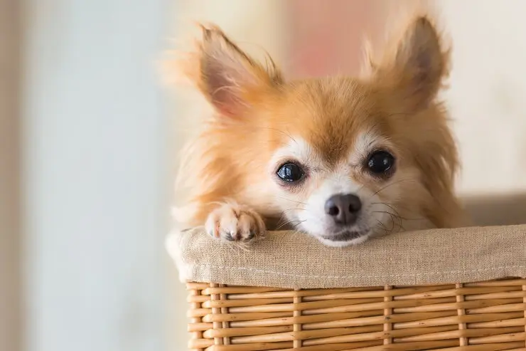 Pomchi On Sofa