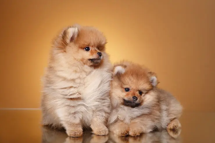 Pomchi Breed Info Size Color Varieties Lifespan And More