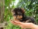 The Complete Teacup Yorkie Care Guide Price, Lifespan and More... Cover