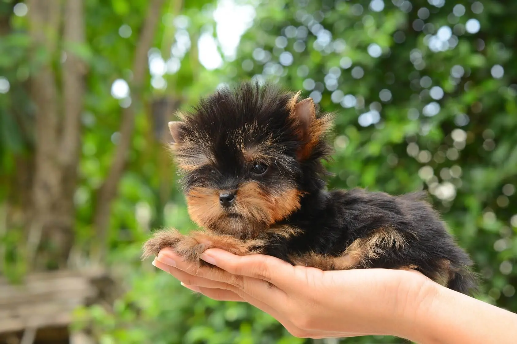 teacup yorkie long hair