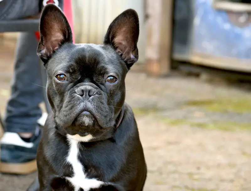 This beautiful friendly dog is a mix of a Boston Terrier and and a French Bulldog