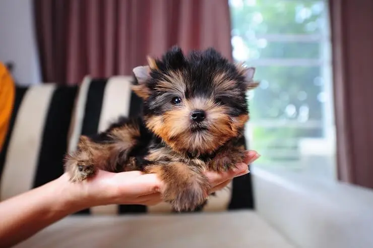 holding teacup yorkie