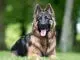 King Shepherd Breed Info Is This The Best Shepherd For You? Cover