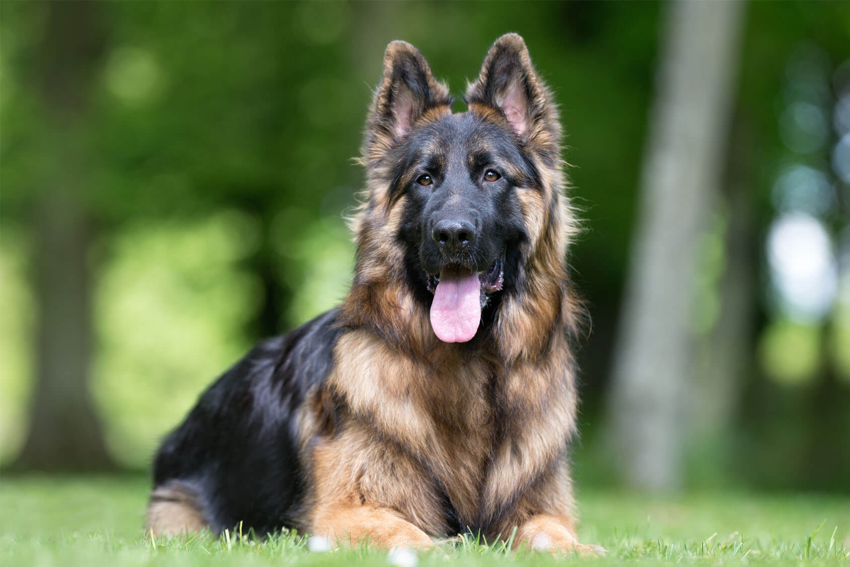 giant shepherd dog breeds