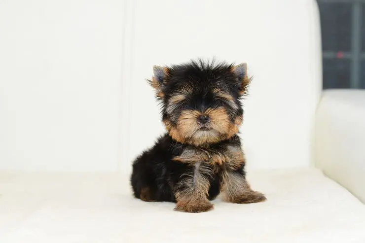 teacup yorkie on sofa